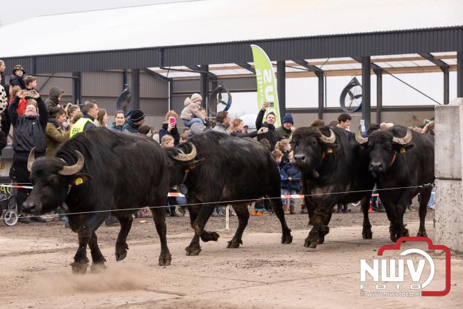 Lente,130 waterbuffels verruilen stal voor grasland, kinderen en volwassenen genieten van dit schouwspel in Doornspijk. - &copy; NWVFoto.nl