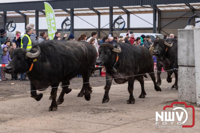 Lente,130 waterbuffels verruilen stal voor grasland, kinderen en volwassenen genieten van dit schouwspel in Doornspijk. - &copy; NWVFoto.nl