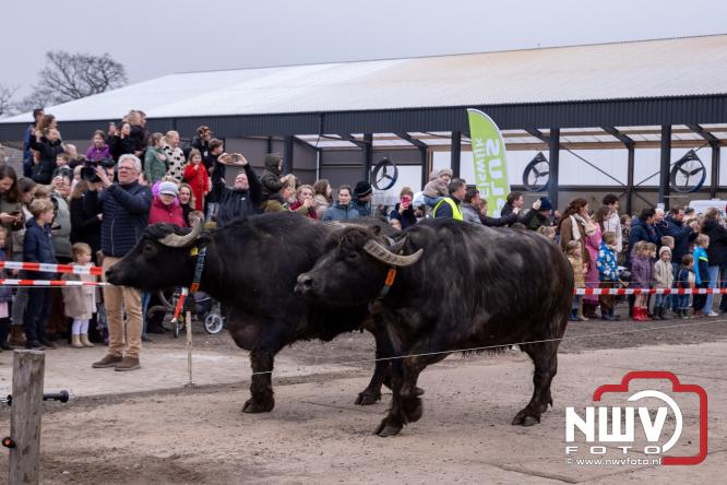Lente,130 waterbuffels verruilen stal voor grasland, kinderen en volwassenen genieten van dit schouwspel in Doornspijk. - &copy; NWVFoto.nl