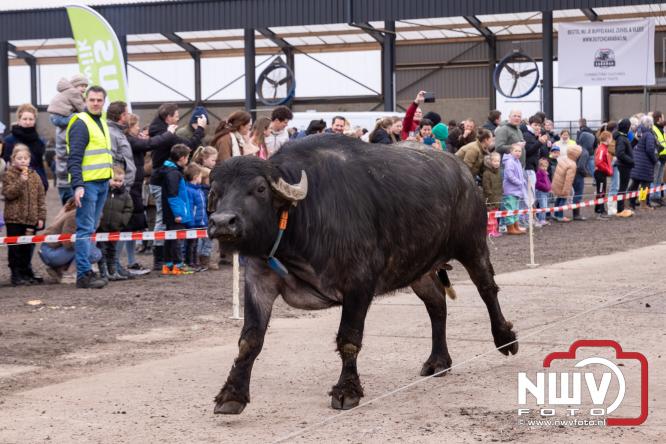 Lente,130 waterbuffels verruilen stal voor grasland, kinderen en volwassenen genieten van dit schouwspel in Doornspijk. - &copy; NWVFoto.nl