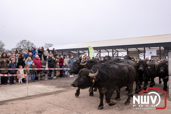 Lente,130 waterbuffels verruilen stal voor grasland, kinderen en volwassenen genieten van dit schouwspel in Doornspijk. - &copy; NWVFoto.nl