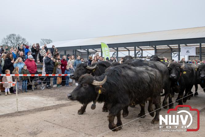 Lente,130 waterbuffels verruilen stal voor grasland, kinderen en volwassenen genieten van dit schouwspel in Doornspijk. - &copy; NWVFoto.nl