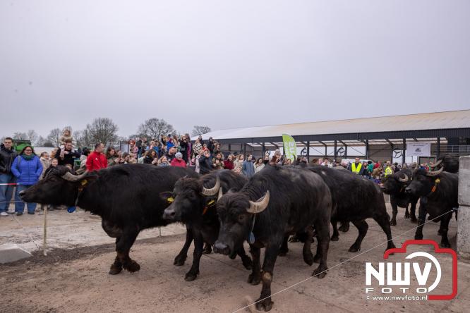 Lente,130 waterbuffels verruilen stal voor grasland, kinderen en volwassenen genieten van dit schouwspel in Doornspijk. - &copy; NWVFoto.nl