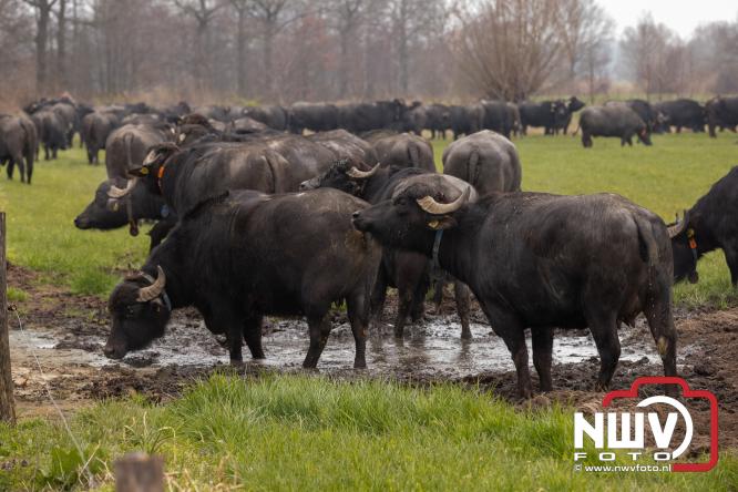 Lente,130 waterbuffels verruilen stal voor grasland, kinderen en volwassenen genieten van dit schouwspel in Doornspijk. - &copy; NWVFoto.nl