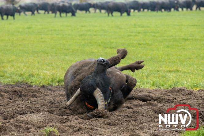 Lente,130 waterbuffels verruilen stal voor grasland, kinderen en volwassenen genieten van dit schouwspel in Doornspijk. - &copy; NWVFoto.nl