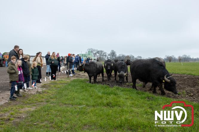 Lente,130 waterbuffels verruilen stal voor grasland, kinderen en volwassenen genieten van dit schouwspel in Doornspijk. - &copy; NWVFoto.nl
