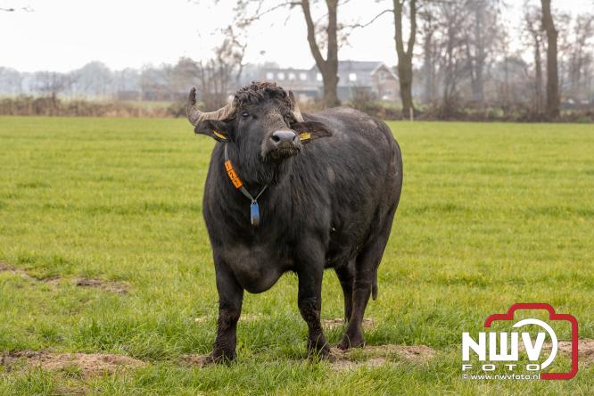 Lente,130 waterbuffels verruilen stal voor grasland, kinderen en volwassenen genieten van dit schouwspel in Doornspijk. - &copy; NWVFoto.nl