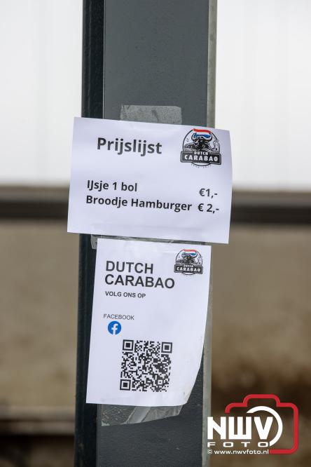 Lente,130 waterbuffels verruilen stal voor grasland, kinderen en volwassenen genieten van dit schouwspel in Doornspijk. - &copy; NWVFoto.nl