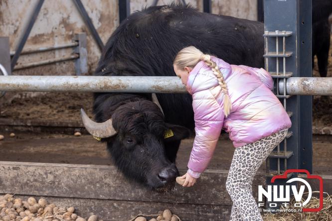Lente,130 waterbuffels verruilen stal voor grasland, kinderen en volwassenen genieten van dit schouwspel in Doornspijk. - &copy; NWVFoto.nl