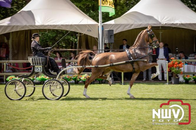 Tuigpaarden stelen de show tijdens sfeervol concours op De Haere in Doornspijk. - &copy; NWVFoto.nl