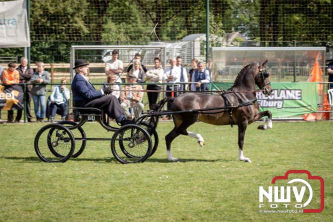 Tuigpaarden stelen de show tijdens sfeervol concours op De Haere in Doornspijk. - &copy; NWVFoto.nl