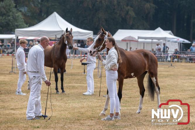 Landgoed Zwaluwenburg 't Harde vormt decor voor Fokdag en Concours van Warmbloedpaarden fokvereniging Oldebroek e.o. - &copy; NWVFoto.nl