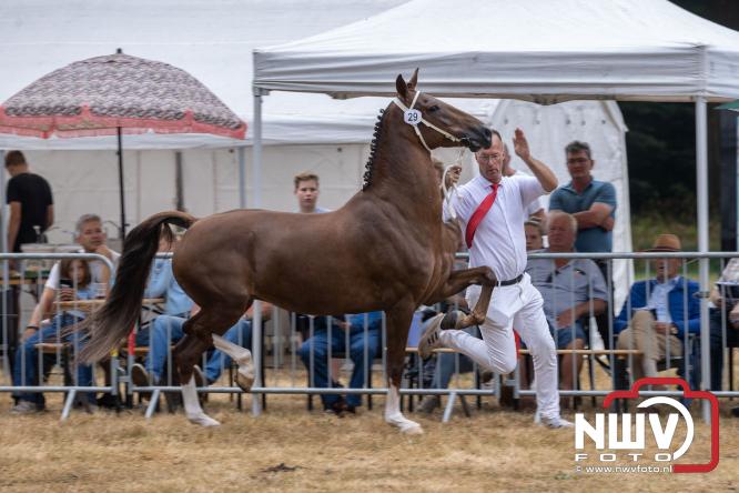 Landgoed Zwaluwenburg 't Harde vormt decor voor Fokdag en Concours van Warmbloedpaarden fokvereniging Oldebroek e.o. - &copy; NWVFoto.nl