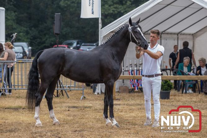 Landgoed Zwaluwenburg 't Harde vormt decor voor Fokdag en Concours van Warmbloedpaarden fokvereniging Oldebroek e.o. - &copy; NWVFoto.nl