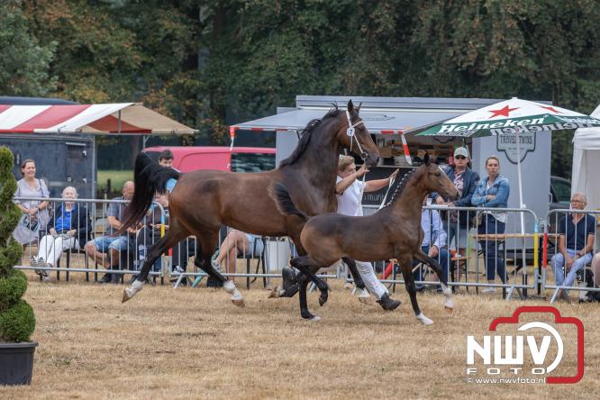 Landgoed Zwaluwenburg 't Harde vormt decor voor Fokdag en Concours van Warmbloedpaarden fokvereniging Oldebroek e.o. - &copy; NWVFoto.nl