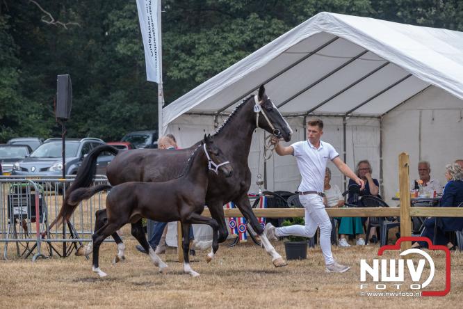 Landgoed Zwaluwenburg 't Harde vormt decor voor Fokdag en Concours van Warmbloedpaarden fokvereniging Oldebroek e.o. - &copy; NWVFoto.nl
