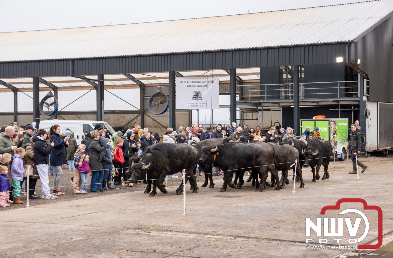 Lente,130 waterbuffels verruilen stal voor grasland, kinderen en volwassenen genieten van dit schouwspel in Doornspijk.
